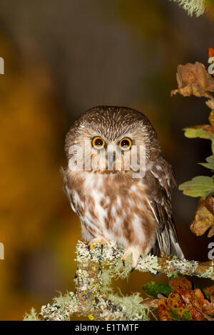 Sega nord-stuzzicare il gufo, Aegolius acadicus, Rocky Point, Victoria, Southern BC, Canada Foto Stock