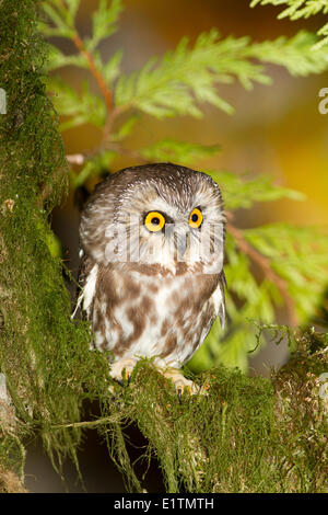 Sega nord-stuzzicare il gufo, Aegolius acadicus, Rocky Point, Victoria, Southern BC, Canada Foto Stock