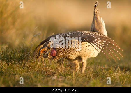 Sharp-tailed Grouse, Tympanuchus phasianellus, Kamloops, BC, Canada Foto Stock