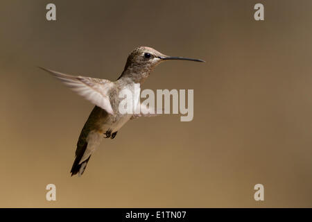 Nero-chinned Hummingbird, Archilochus alexandri, Arizona, Stati Uniti d'America Foto Stock