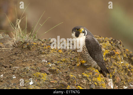 Falco pellegrino, Falco peregrinus, Kamloops, BC, Canada Foto Stock