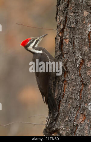 Picchio Pileated, Dryocopus pileatus, interno, BC, Canada Foto Stock