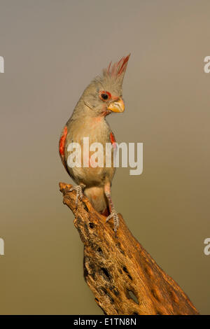 , Pyrrhuloxia Cardinalis sinuatus, Arizona, Stati Uniti d'America Foto Stock