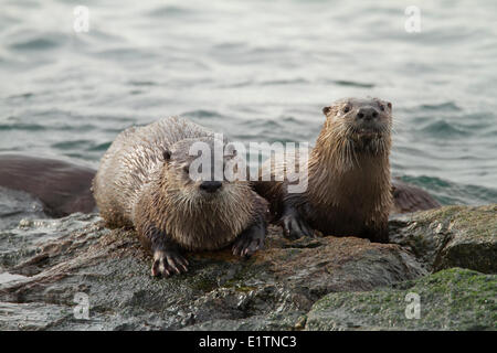 Nord America Lontra di fiume, Lutra canadensis, Victoria, BC, Canada Foto Stock