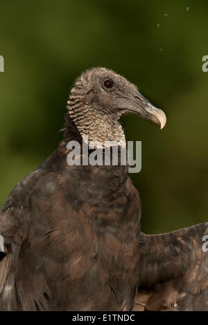 Avvoltoio nero, Coragyps atratus, Texas, Stati Uniti d'America Foto Stock