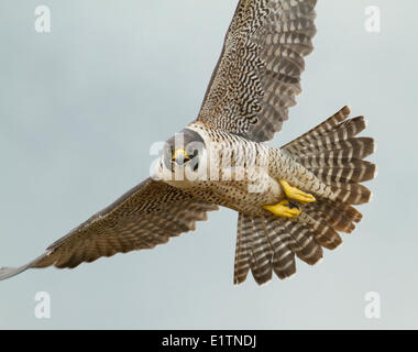 Falco pellegrino, Falco peregrinus, Kamloops, BC, Canada Foto Stock