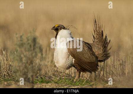 Maggiore Sage Grouse, Centrocercus urophasianus, Mansfield, Washington, Stati Uniti d'America Foto Stock