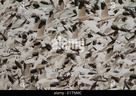 Snow Goose Chen caerulescens, Bosque del Apache, Nuovo Messico, STATI UNITI D'AMERICA Foto Stock