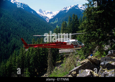 Elicottero hover uscire, animale da cui proviene lo sperma Creek, Pemberton, biologia, spotted owl sondaggio, BC, Canada Foto Stock