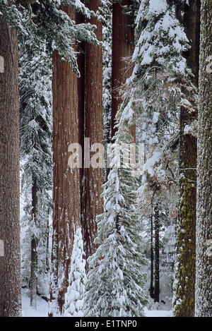 Sequoia gigante di foresta, Sequoiadendron giganteum, Yosemite NP, STATI UNITI D'AMERICA Foto Stock