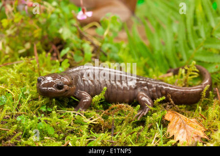 Northwestern Salamander, Ambystoma gracile, Vancouver, BC, Canada Foto Stock