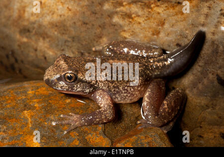 Rocky Mountain Tailed Rana, Ascaphus montanus, Moyie River, Kootenays, BC, Canada Foto Stock