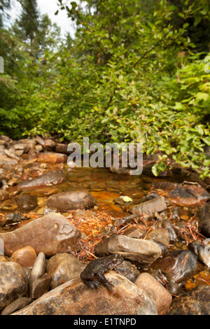 Rocky Mountain Tailed Rana, Ascaphus montanus, Moyie River, Kootenays, BC, Canada Foto Stock