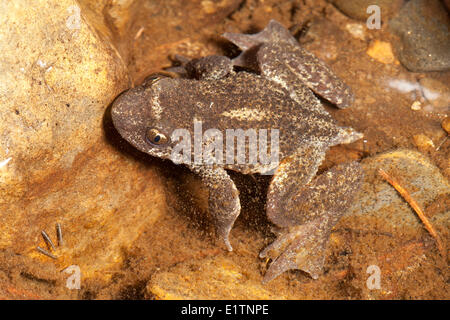 Rocky Mountain Tailed Rana, Ascaphus montanus, Moyie River, Kootenays, BC, Canada Foto Stock