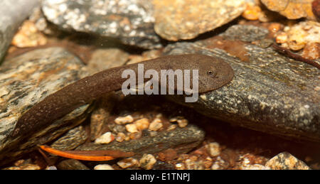 Costiera Rana codato, Ascaphus truei, Mowhokum Creek, costiere BC, Canada Foto Stock