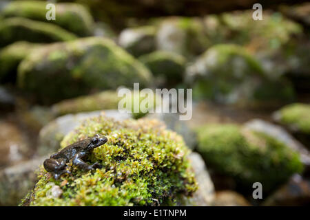 Costiera Rana codato, Ascaphus truei, Mowhokum Creek, costiere BC, Canada Foto Stock