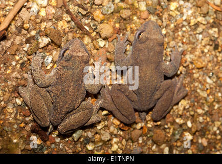 Costiera Rana codato, Ascaphus truei, Mowhokum Creek, costiere BC, Canada Foto Stock