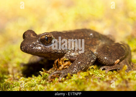 Costiera Rana codato, Ascaphus truei, Mowhokum Creek, costiere BC, Canada Foto Stock