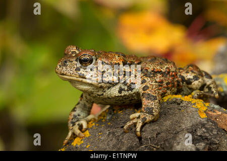 Western Toad, Anaxyrus boreas, Elk Island National Park, Alberta, Canada Foto Stock