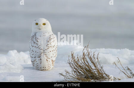 Civetta delle nevi, Nyctea scandiaca, Boundary Bay, Vancouver, BC, Canada Foto Stock