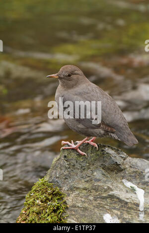 American bilanciere, Cinclus mexicanus, Victoria, BC, Canada Foto Stock