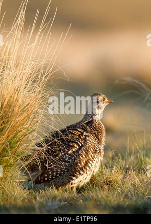 Sharp-tailed Grouse, Tympanuchus phasianellus, Kamloops, BC, Canada Foto Stock