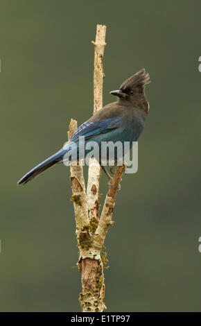 Stellar Jay, Cyanocitta stelleri, Vancouver, BC, Canada Foto Stock