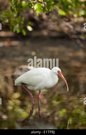 Americano bianco Ibis, Eudocimus albus, Everglades, Florida, Stati Uniti d'America Foto Stock