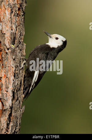 Bianco-guidato Picchio, Picoides albolarvatus, Oregon, Stati Uniti d'America Foto Stock