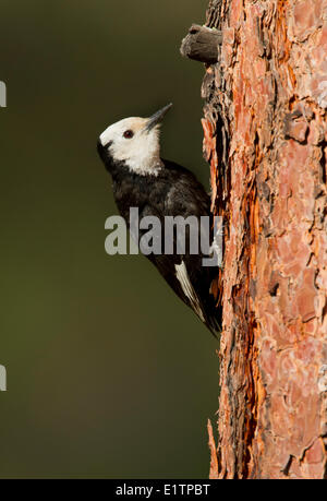 Bianco-guidato Picchio, Picoides albolarvatus, Oregon, Stati Uniti d'America Foto Stock