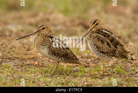 Il Wilson's Beccaccino, Gallinago delicata, Washington, Stati Uniti d'America Foto Stock