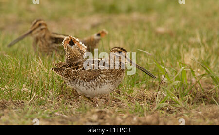 Il Wilson's Beccaccino, Gallinago delicata, Washington, Stati Uniti d'America Foto Stock