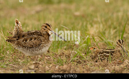 Il Wilson's Beccaccino, Gallinago delicata, Washington, Stati Uniti d'America Foto Stock