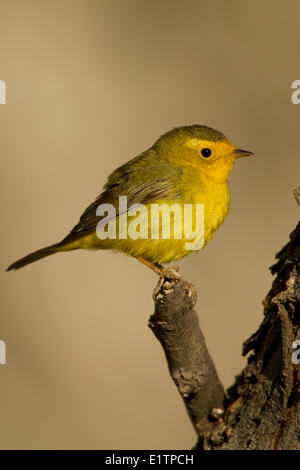 Il Wilson's trillo, Wilsonia pusilla, Arizona, Stati Uniti d'America Foto Stock