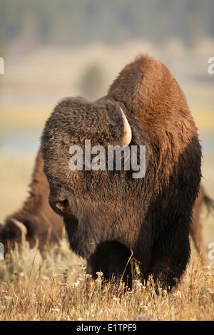 Le pianure Bison bison bison bison, Yellowstone NP, Montana, USA Foto Stock