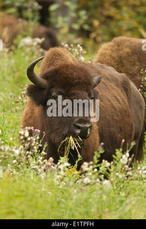 Legno, Bison bison bison athabascae, Elk Island National Park, Alberta, Canada Foto Stock