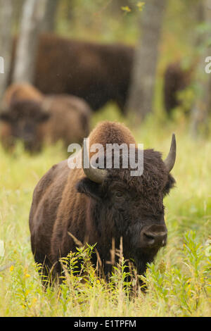 Legno, Bison bison bison athabascae, Elk Island National Park, Alberta, Canada Foto Stock