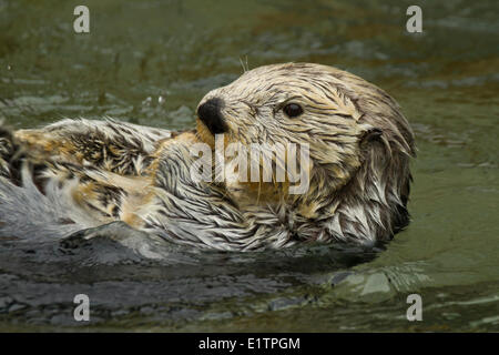 Sea Otter, Enhydra lutris, Aquarium di Vancouver, BC, Canada Foto Stock