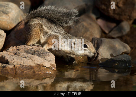 Harris di scoiattolo antilope, Ammospermophilus harrisii, Arizona, Stati Uniti d'America Foto Stock