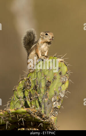 Harris di scoiattolo antilope, Ammospermophilus harrisii, Arizona, Stati Uniti d'America Foto Stock