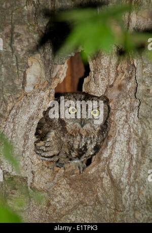 Western Civetta, Megascops kennicottii macfarlanei, Lillooet, BC, Canada Foto Stock