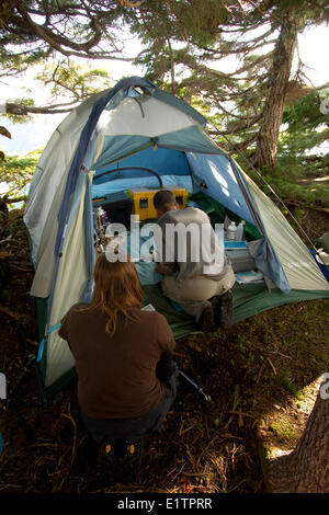 Isola di Vancouver marmotta chirurgia, Heather Mountain, Nanaimo Regione dei Laghi, Isola di Vancouver, BC, Canada Foto Stock