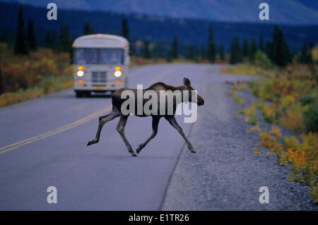 Alci (Alces alces) capretti incrocio autostradale. Parco Nazionale di Denali, Alaska, Stati Uniti d'America Foto Stock