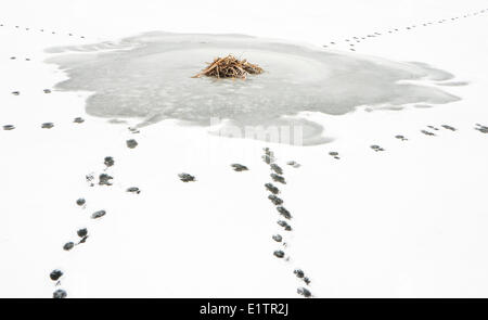 Coyote, Canis latrans, tracce nella neve intorno al topo muschiato, Ondatra zibethicus Lodge, Elk Island National Park, Alberta, Canada Foto Stock