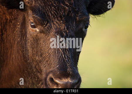 Vacca, Bison bison bos, con rugiada viso coperto, Elk Island National Park, Alberta, Canada Foto Stock