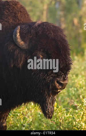 Bull Bison, bos bison, con rugiada viso coperto, Elk Island National Park, Alberta, Canada Foto Stock