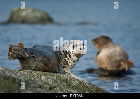 Guarnizione di tenuta del porto, Phoca vitulina, Gara rocce, Victoria, BC, Canada Foto Stock