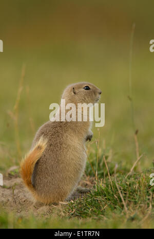 Richardson di scoiattolo di terra, Urocitellus richardsonii, Elk Island National Park, Alberta, Canada Foto Stock