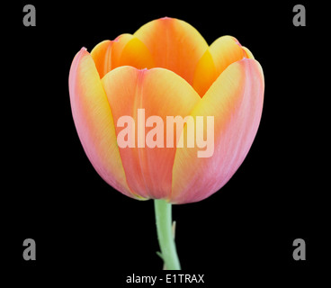 Close-up di un arancio-giallastro tulip contro uno sfondo nero Foto Stock