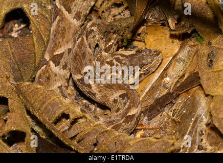 Fer orientale-de-lancia, Terciopelo, Bothrops Asper, Ecuador Foto Stock